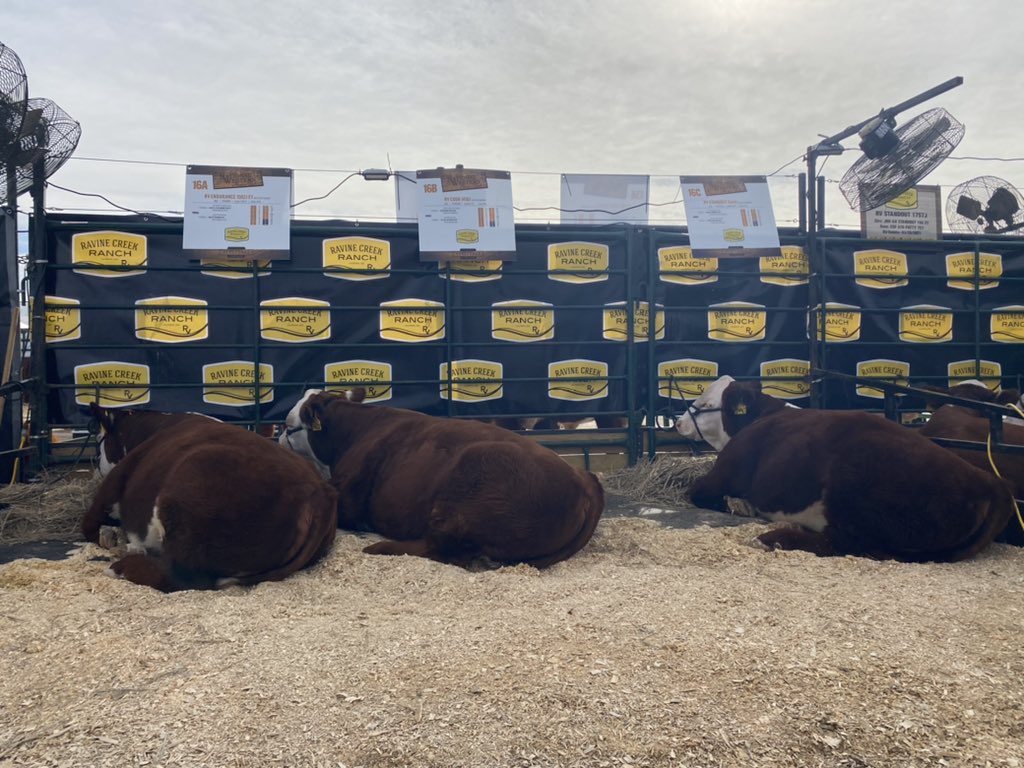 mbisch24's tweet photo. Pen bulls are relaxing in the yards! Come check them out in pen 402. Great opportunity to buy choice of this pen in the National Western Hereford sale this Friday! #Hereford https://t.co/BUH5cKD6Hm