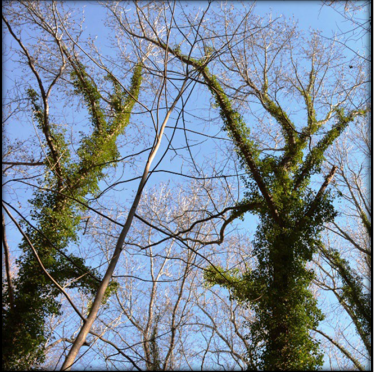LiveGreenHoward's tweet photo. Winter is the best time to tackle #invasivevines! 

Join Thursday’s webinar from 7-8:30pm. #WeedWarrior instructors will teach how to identify and remove invasive vines. And, get an intro to @ColumbiaAssn's Adopt-A-Spot program. 

 Email kcvillagecares@gmail.com to register. https://t.co/xaMVLqhByy