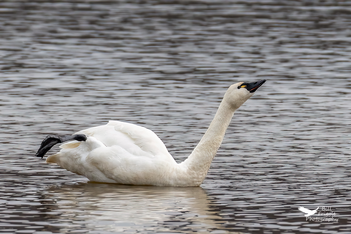 BFriggs's tweet photo. Tundra Swan stretching.
@wildlifeofday
@todaysbird
@birdsbountiful
#wildlifephotography #naturephotography
#birdphotography
#birdphotographycommunity https://t.co/pKWS3o3ATA