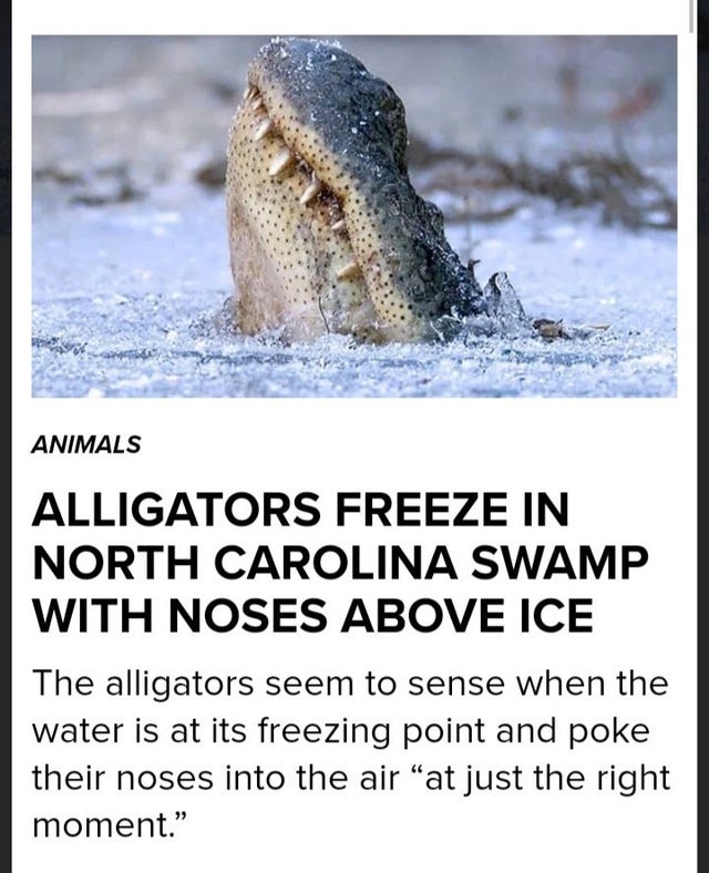 GatorsDaily's tweet photo. the forbidden boop https://t.co/EcxUhlnqxd