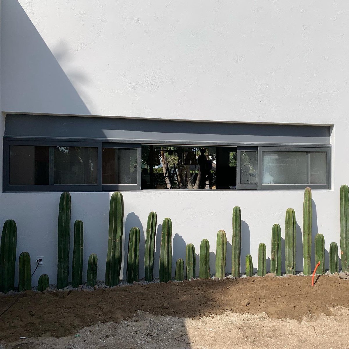 gdl_sr's tweet photo. Los verdaderos #CactusLovers saben que un #Cactus nunca es suficiente! 🙂

#SrCactusGDL #CactusÓrgano #CactusMéxico #PaisajismoSustentable #InteriorDesign #Interiorismo #Arquitectura #CactusDesign https://t.co/N6Ua0RpXxZ