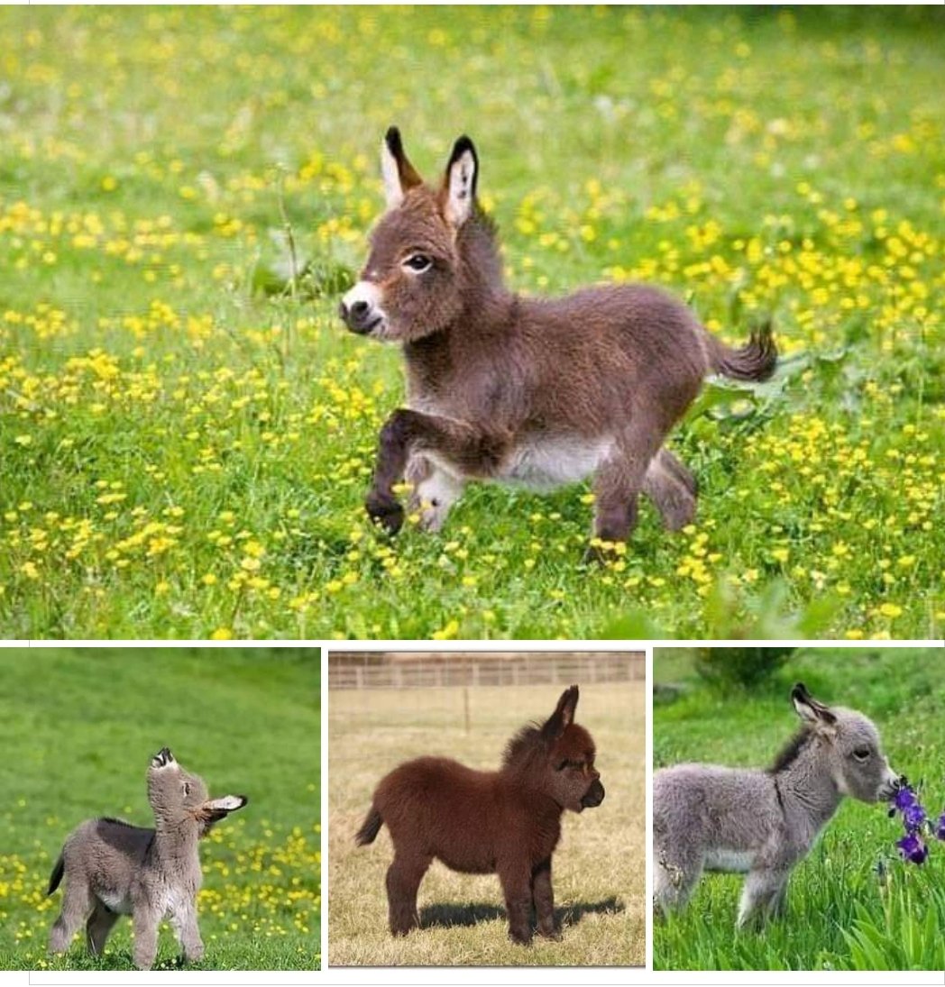 semoorhead's tweet image. Some baby donkeys for your delight!