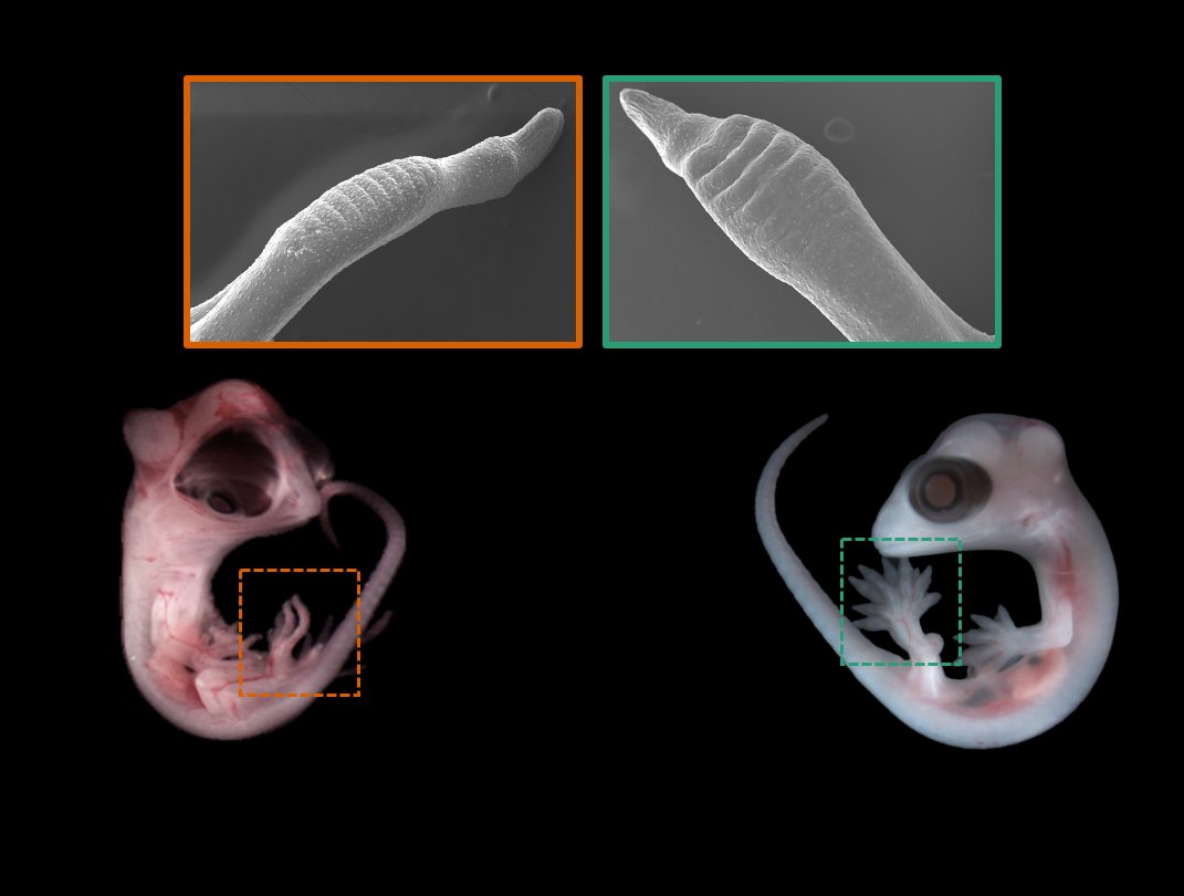 AaronHGriffing's tweet photo. Iโm stoked to announce our new paper in early view at @BiolJLinnSoc! In this, we use SEM to describe the embryonic development of adhesive #lizard digits!
Collab w/ @tony_gamble1, @CohnLab, and @ThSanger
https://t.co/shdvu3A2rn
#toepads #geckos #anoles #GeckoEvoDevo https://t.co/zPyW2CrNAY