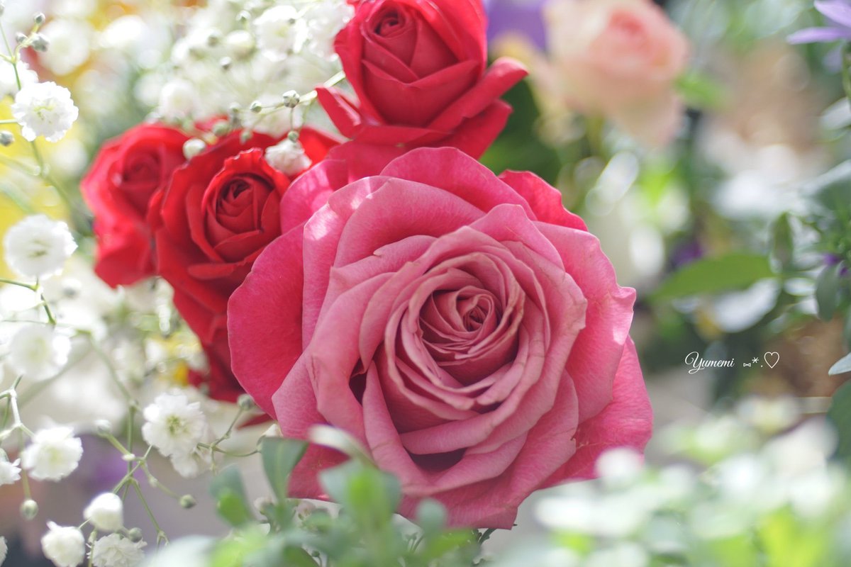 夢美🎀*˘◡˘* ˚·̩̩̥˚̩̥̩̥*̩̩͙🌸 tweet media