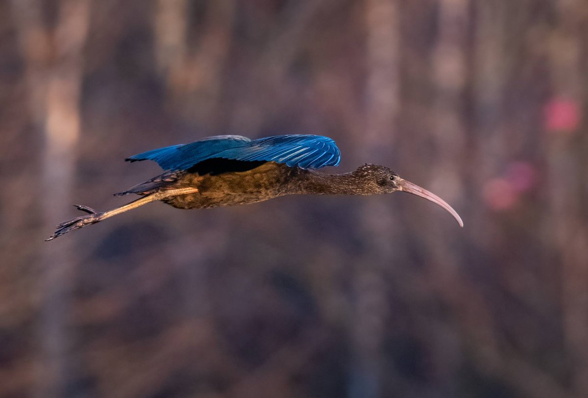 Nice afternoon with Ballyfermot Glossy Ibis, and great company. 

#birdwatchireland
@Declan7171 @davidthomasfox @StephenKing118 @IanStev21081570 @joeproudfoot200 @BrianMcCloskey9