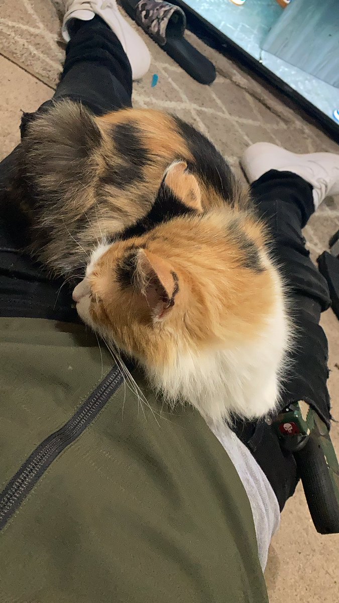 1Primepapi's tweet photo. What does it mean if this cat keeps sitting on me https://t.co/8XyIP2tmhE