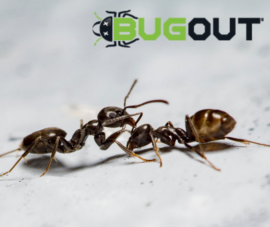 BugOut_Service's tweet image. With winter temperatures rising, so are the pest problems across the East Coast. Read more below! 

Need pest control? Visit bugoutservice.com/pest-control

Full Article: 
digitaljournal.com/pr/florida-pes…