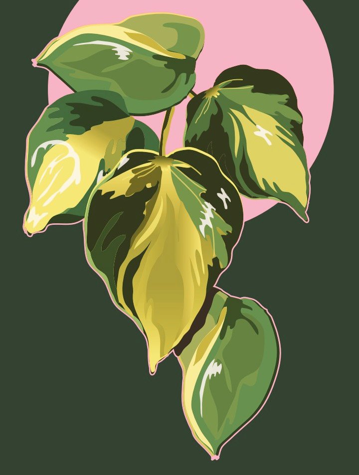On #HouseplantAppreciationDay I'm appreciating my plants by drawing them. Doodle of Philodendron scandens 'Brasil'. My current favourite since all my other fancy* ones don't like my arid flat but this fellow soldiers on 💪
#HouseplantHour

*Fussy. Just fussy. GET OUT.