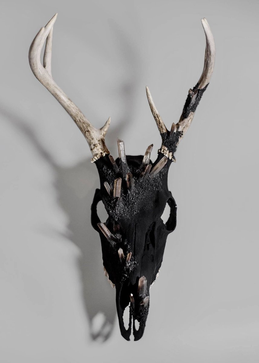 caniscalva's tweet photo. Helloooo #PortfolioDay 🎉
I’m a PNW based artist that creates art and jewelry from sustainably sourced animal remains!
Gimme all your bones 💀

https://t.co/XPs1wxCTFp
https://t.co/CCwGLRRmJn https://t.co/Cdclkn5xfq