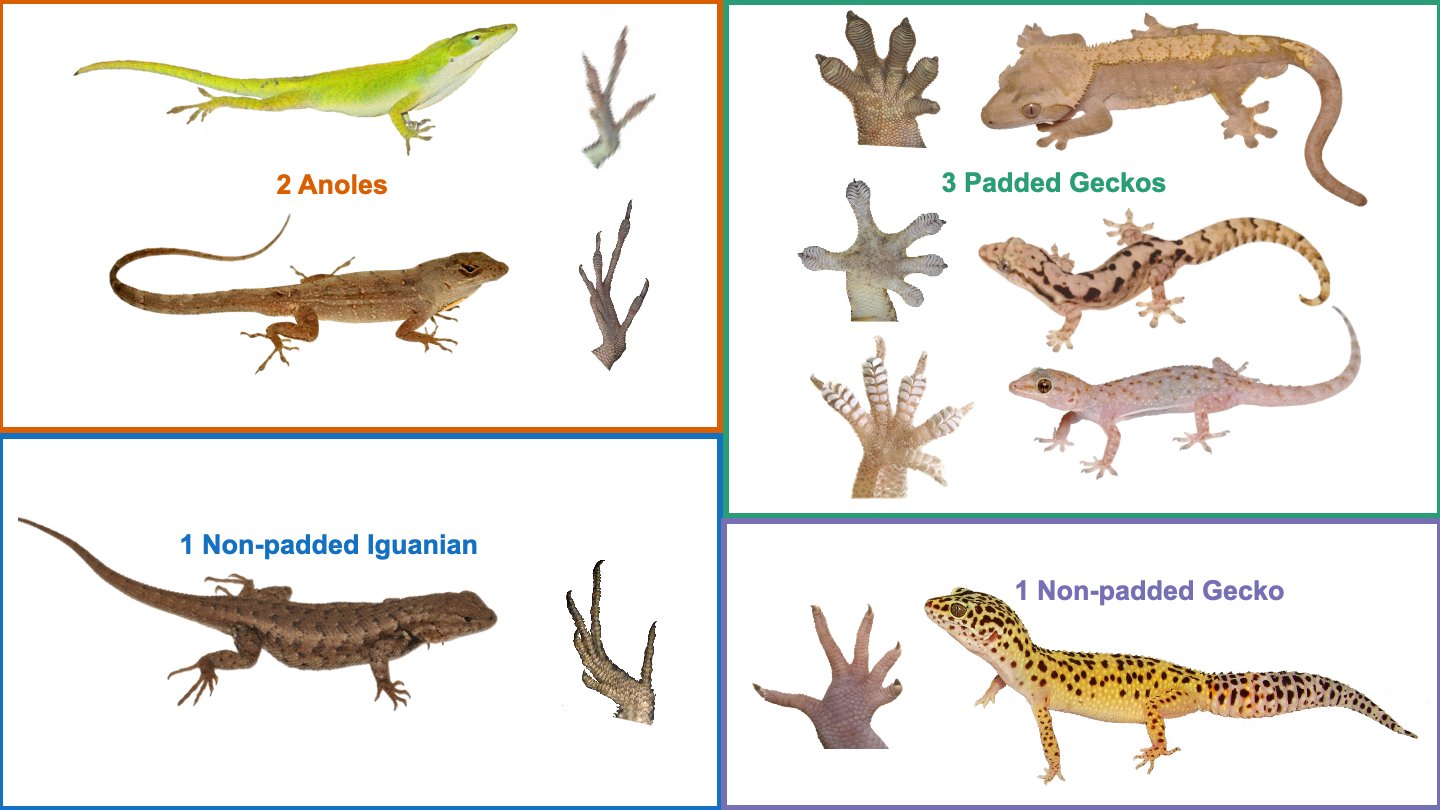 types of lizards chart