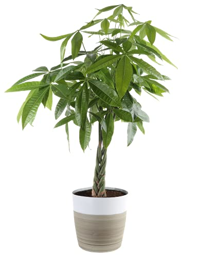 Save on Costa Farms 10in Pachira, Money Tree, Live Indoor Plant 

