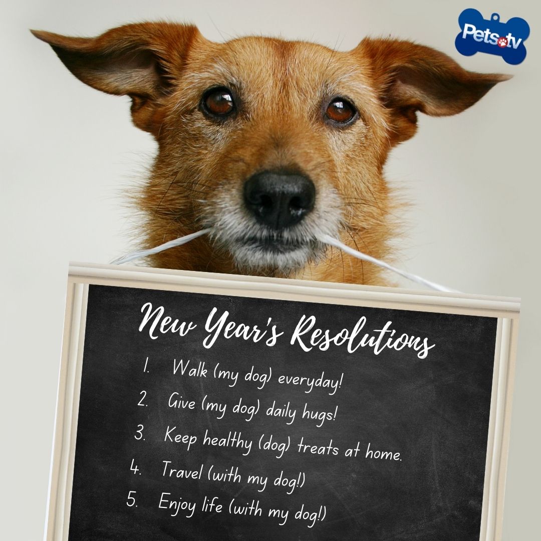 pets.tv (@petstv) / posts / x