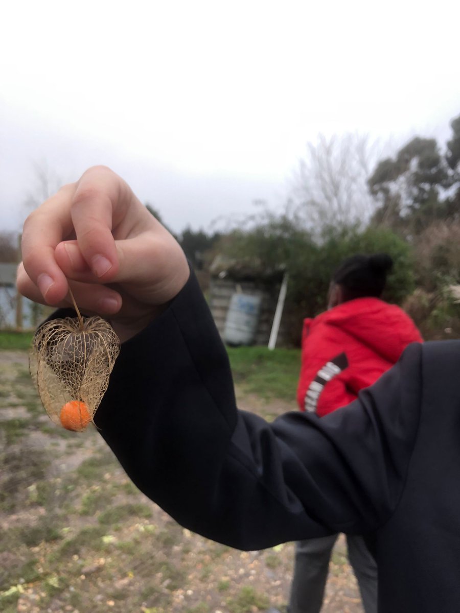 Miss Ramsden and Miss Cody took our Y7-8s back to the allotment to see what had grown over the winter period. They found some interesting plants including this gooseberry seed...!