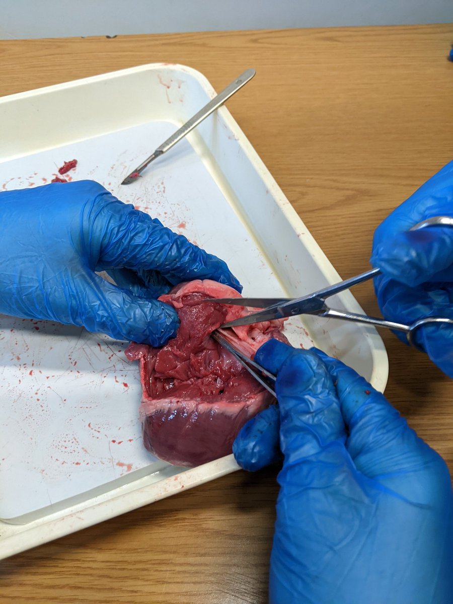 A great range of practical work going on today <a href="/EppingStJohns/">ESJ</a> <a href="/ScienceAtESJ/">ESJ Science</a> <a href="/ESJScienceAhmed/">Mrs Ahmed</a> <a href="/MrsJavedESJ/">Mrs Javed</a>