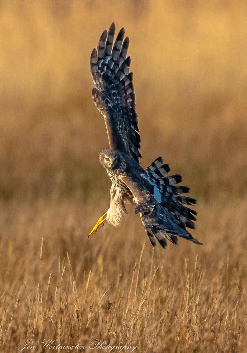 Jon Worthington tweet media