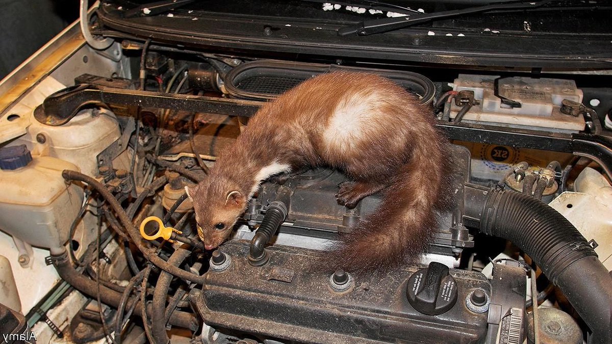 TBGItrees's tweet photo. Year 2.  Report 52.  To combat deer damage to our new organic biodegradable tree guards we may need to spray them with a repellant.  When I lived in France we had to spray our cars with a pine marten repellant because they loved to eat rubber, especially windscreen wipers !! https://t.co/LuAInx9pAx