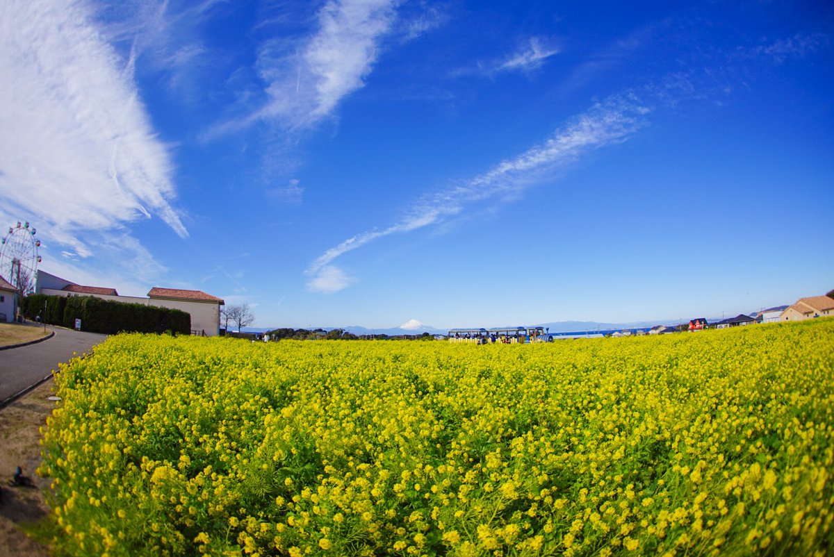 jj6363's tweet photo. 小春日和

#写真好きな人と繋がりたい #写真撮っている人と繋がりたい #写真で伝える私の世界 #キリトリセカイ #ふぉと #菜の花 #富士山 #photography #coregraphy https://t.co/eA2933DsUl