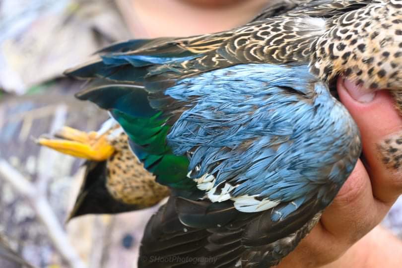 The finer details 😍
•
•
•
📸: @s.hootphotography on Instagram!
#BloodBrothersOutdoors #BlueWingTeal #IHuntDUX #DrakeWaterfowl #EchoCalls #TexasDuckHunters