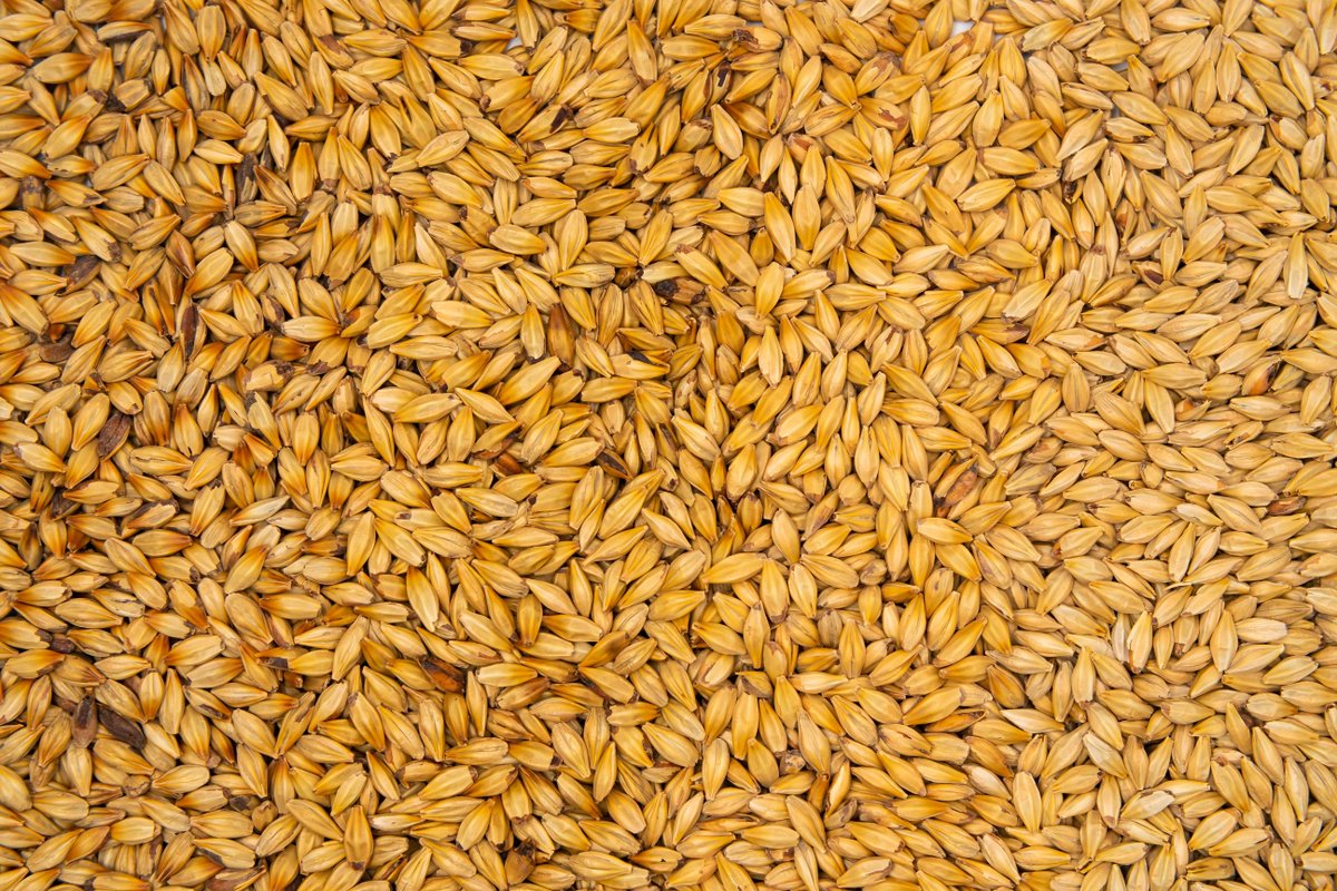 From Molasses to Dextrin, our specialty malts are the prefect addition to your pallet orders! Add some Caramel, Munich, or Vienna to fill out your pallet today