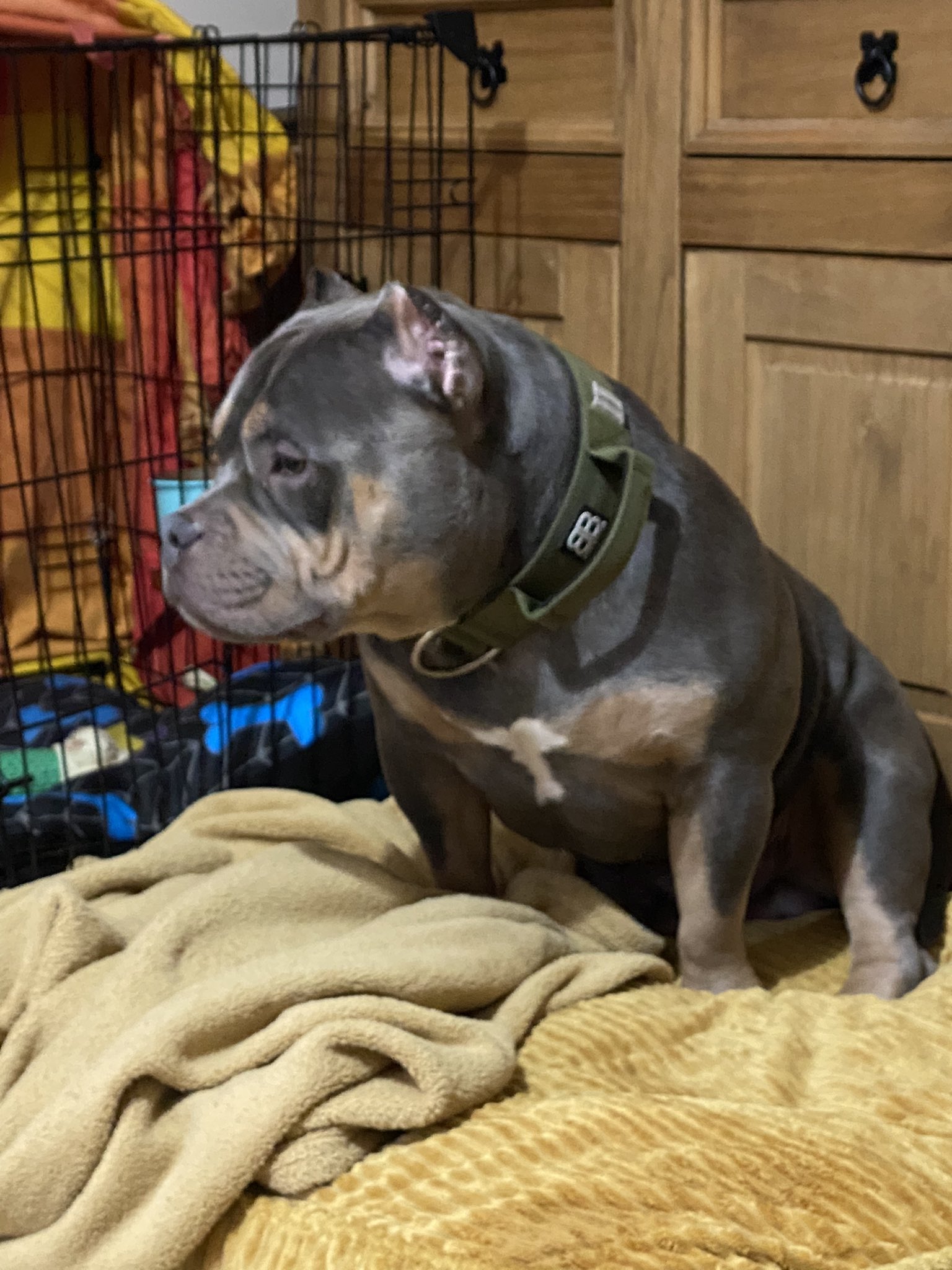Don't Ban Our Bullys on X: Our handsome ABKC blue tri pocket bully Sergio.  Isn't he a cutie!!  / X