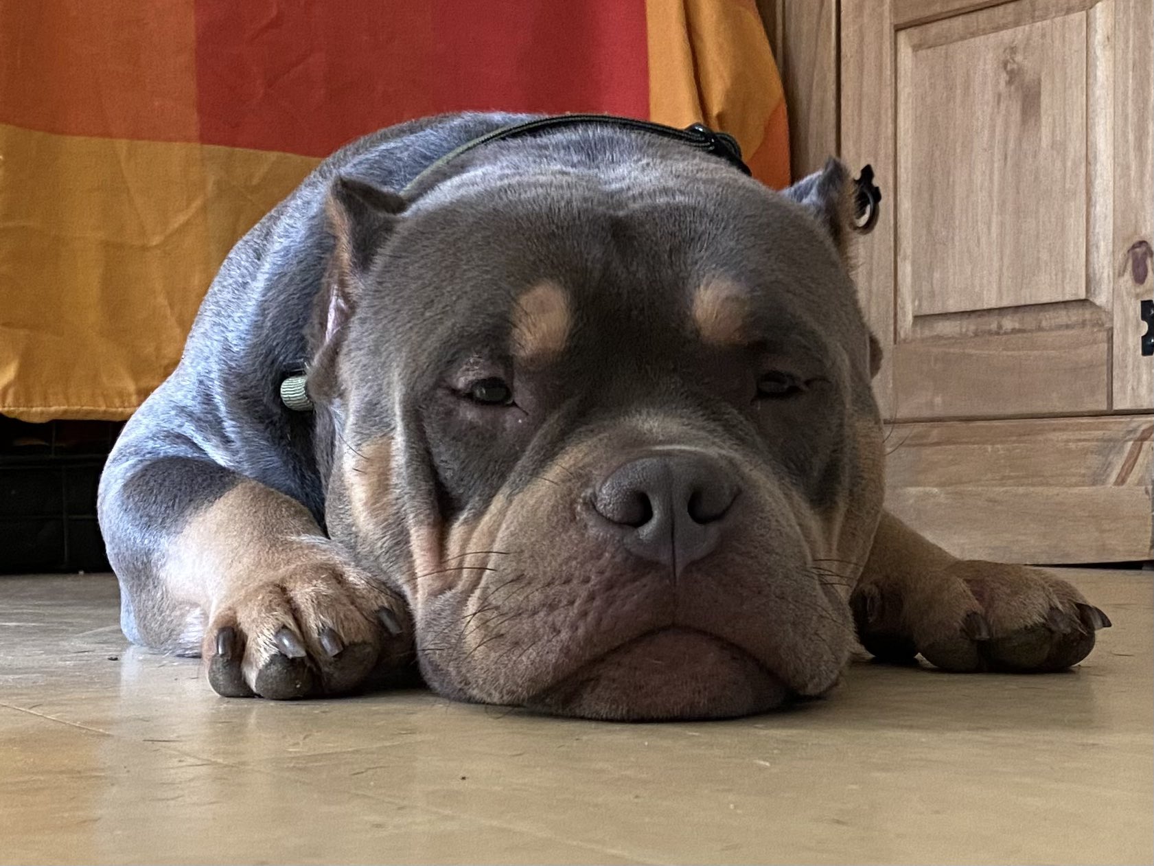 Blue sales pocket bully
