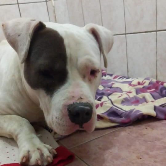 #14ocakUzatılsın
Neden mi?
Hamile Olan Canlar Var!
Yaşlı Kısırlaştırılması Sıkıntı Olcak Canlar?
Kalp Hastası İlaç Kullanıp Kısırlaştırılması İmkansız Olan Canlar ❗❗