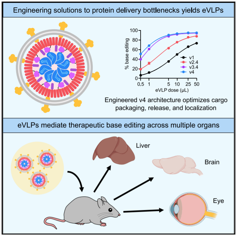 "Engineered virus-like particles for efficient in vivo delivery of therapeutic proteins" - Read more from this <a href="/CellCellPress/">Cell</a> article here: cell.com/cell/fulltext/…

<a href="/broadinstitute/">Broad Institute</a> <a href="/davidrliu/">David R. Liu</a>