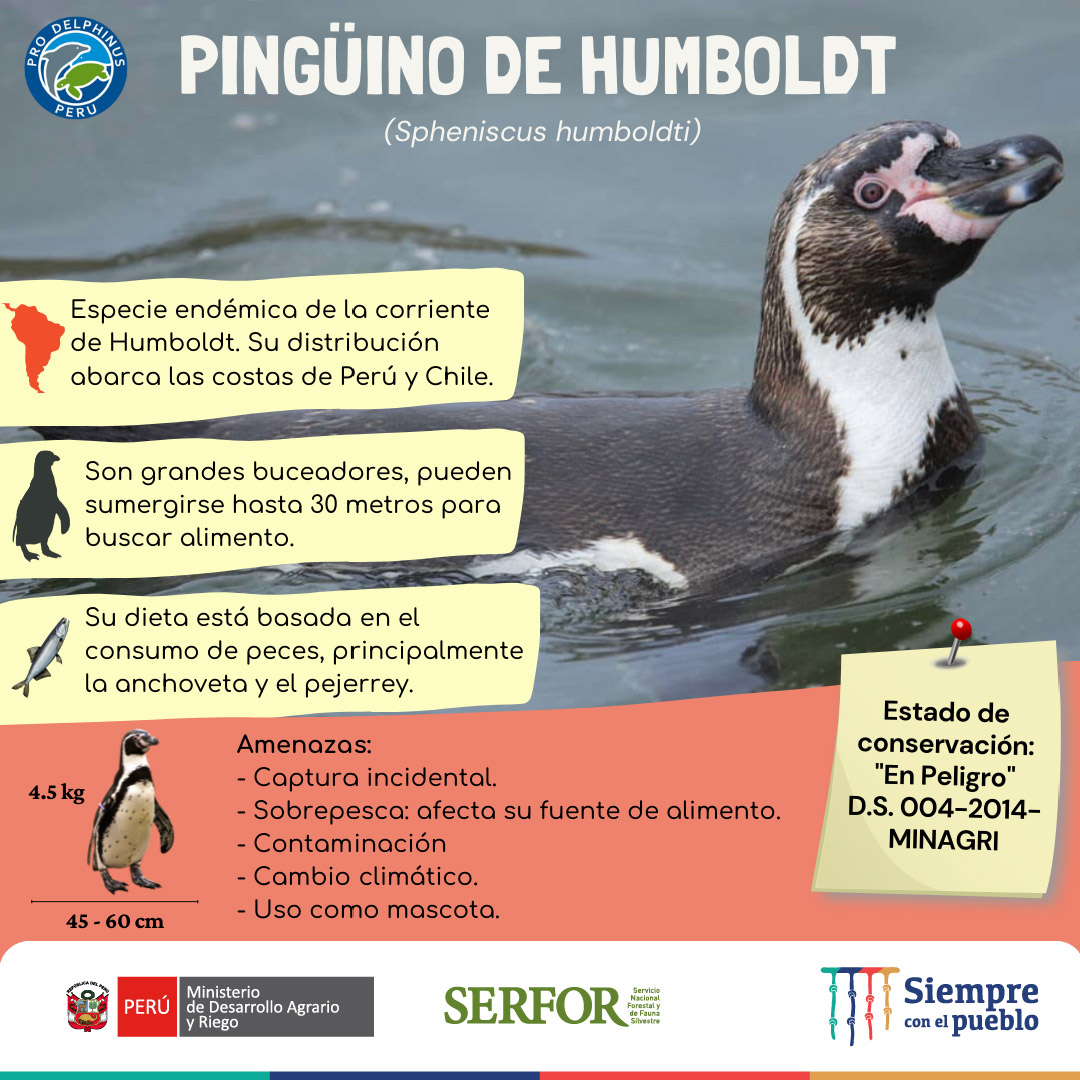 El Pingüino ce Humboldt 🐧🌊 cumple un rol muy importante en la naturaleza. Al alimentarse de peces y crustáceos, mantienen el equilibrio del ecosistema submarino. 
🔴Enfrenta diversas amenazas, entre ellas, la mala práctica de ser criados como mascotas. <a href="/Prodelphinus/">Prodelphinus</a>