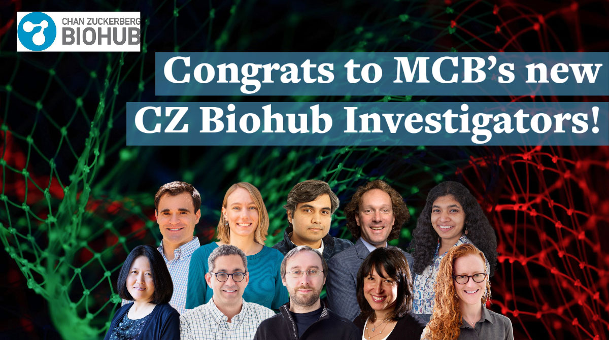 Congratulations to MCB’s newest <a href="/czbiohub/">Chan Zuckerberg Biohub Network</a> investigators! 
<a href="/AdesnikHillel/">Hillel Adesnik</a>, <a href="/yvetteefisher/">Yvette Fisher</a>, <a href="/FletcherLab_UCB/">Fletcher Lab</a>, <a href="/HernanGGarcia/">Hernan Garcia</a>, Lin He, <a href="/lianafaye/">Dr. Liana Lareau</a>, <a href="/lab_nayak/">Nayak Lab</a>, <a href="/DanRokhsar/">Dan Rokhsar</a>, <a href="/AlannaSchepartz/">Alanna Schepartz</a>, @gokul_upad
Learn more: bit.ly/3GiPRYf