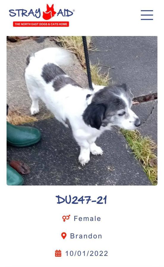 The_Animal_Team's tweet photo. #StrayDogs #found & now with #StrayAid #Coxhoe☎️03009994247. Open daily 10am-4pm.
https://t.co/vreYiTbLnE #dogsoftwitter #Durham #FoundDogs #LostDogs https://t.co/U4176BddW2
