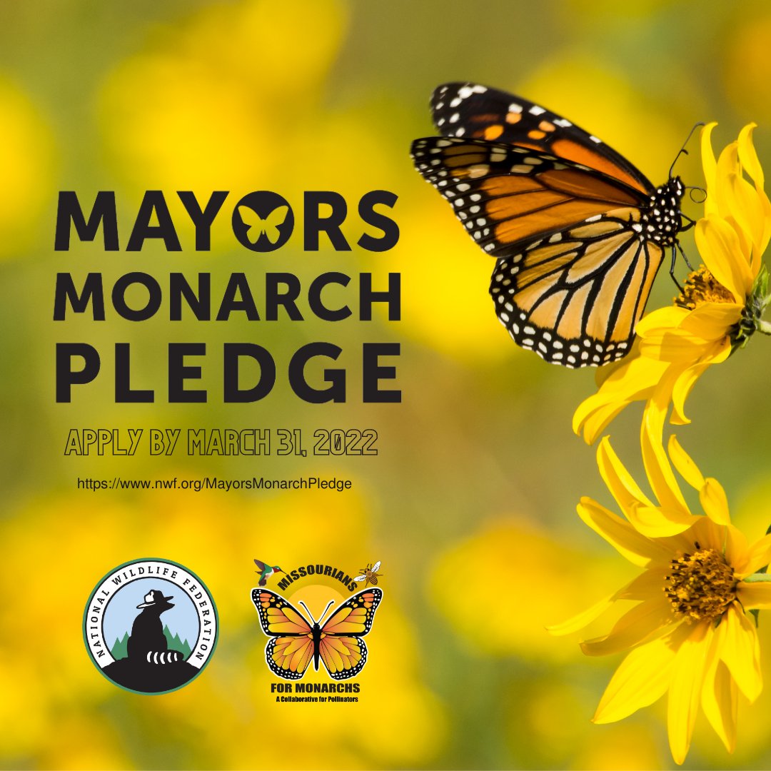 Municipalities can take the pledge at nwf.org/MayorsMonarchP…
Community members can get their governments involved at nwf.org/MayorsMonarc..…
#Mayorsmonarchpledge #MOforMonarchs #M4M #monarchbutterfly #plantnative #plantdiverse #milkweed #pollinatorhabitat
