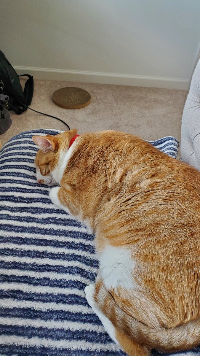 Sadaf492's tweet photo. Darwin joined me for every one of my Zoom classes. #ProfessorCat #Zoom #CatsOfTwitter https://t.co/Nig8SqUOHx