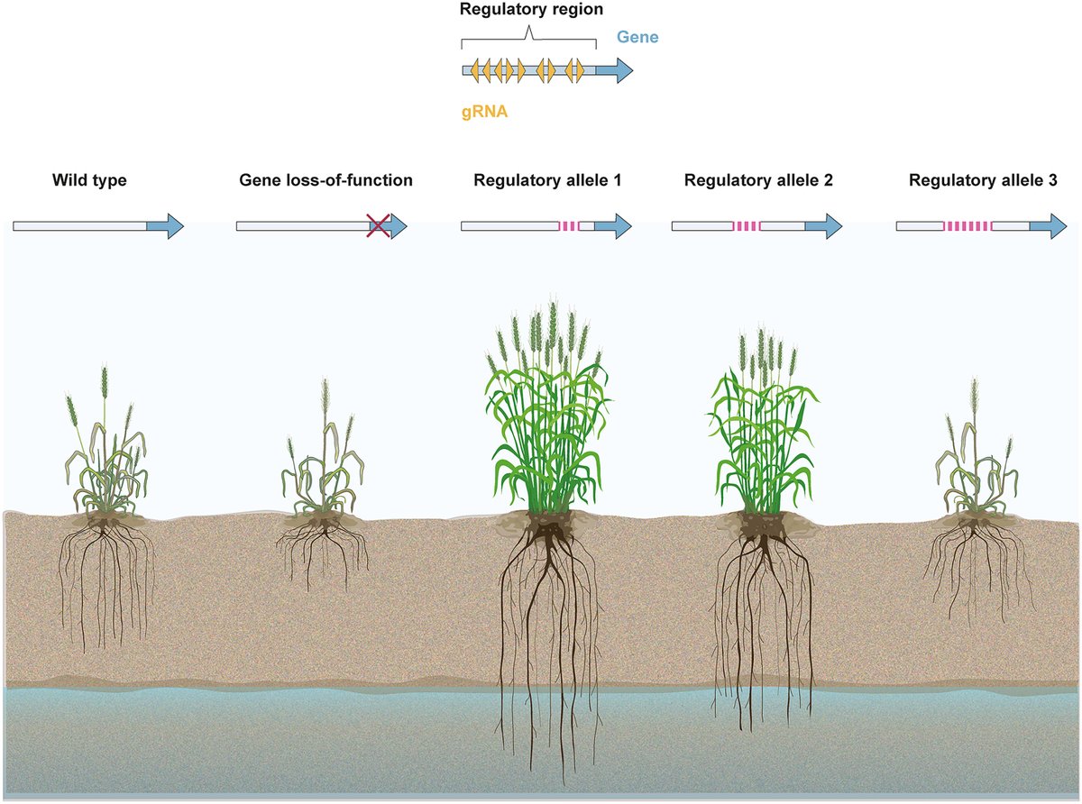 Lee Hickey tweet media