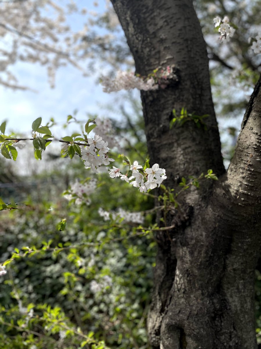 moni_roman15's tweet photo. White Cherry Blossom 🌸 

#noedit #cherryblossom #white #spring #flower #photography https://t.co/RzeCsctEvQ