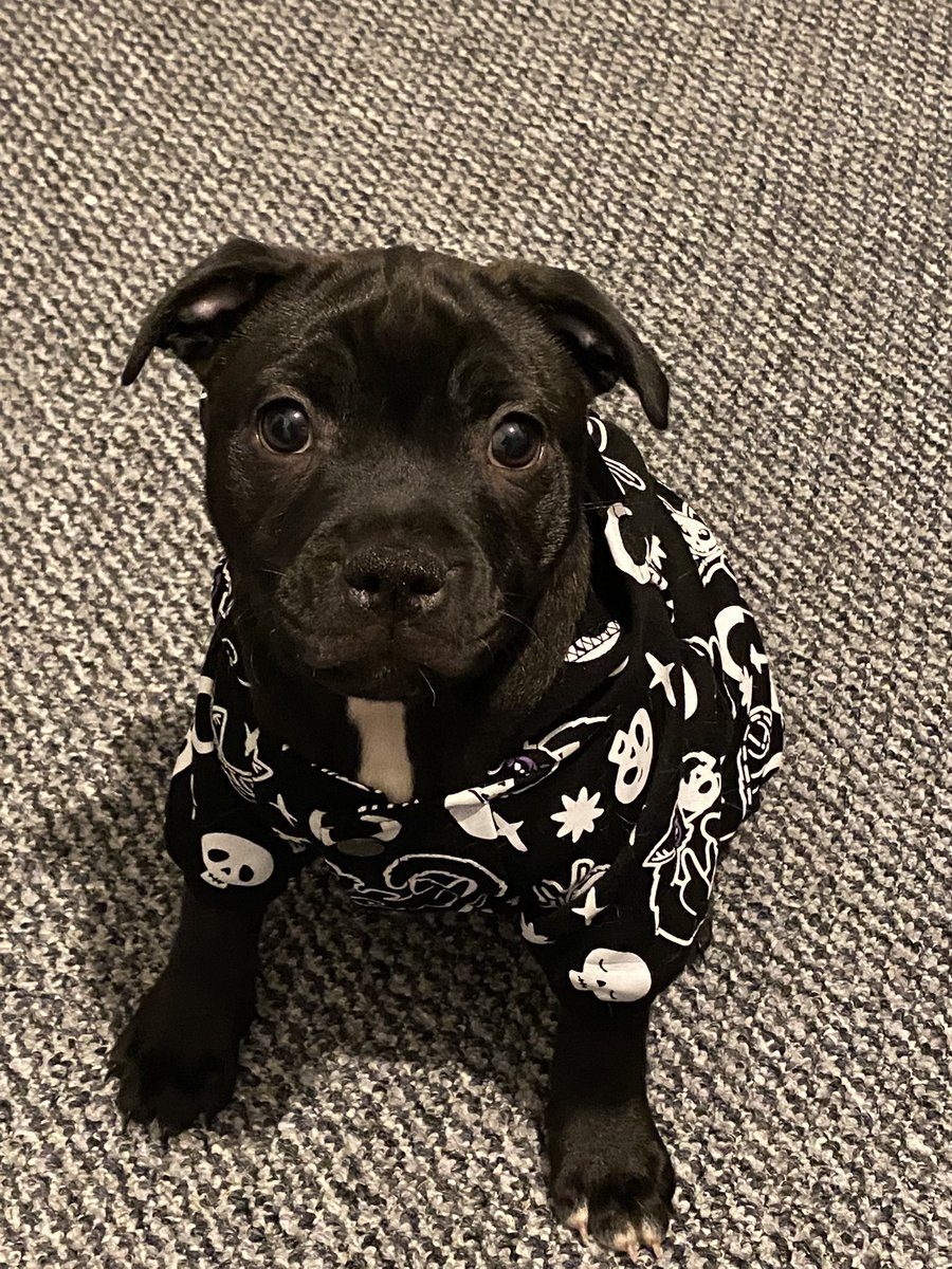 ChinchillasRs's tweet photo. Everyone meet Boo 👻 my new pupper 🐶 https://t.co/A5uJC7tcoF