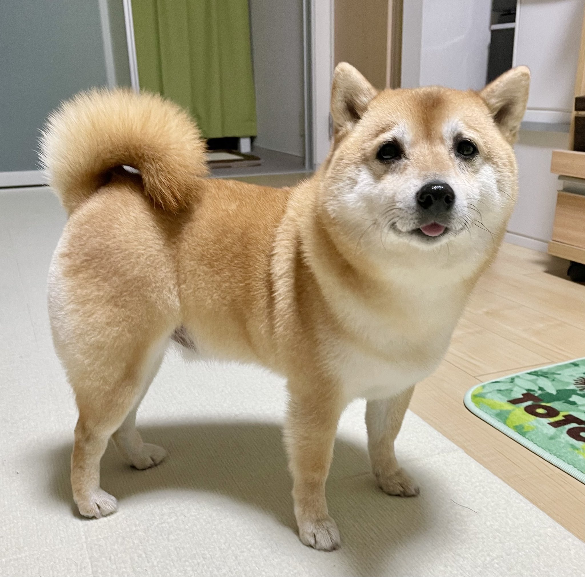 T Katsumi 今回はおかわりが貰えるかもしれない と 思い続けることができる とてもポジティブなヒト換算四十路犬 T Co Acpb34hwj3 Twitter