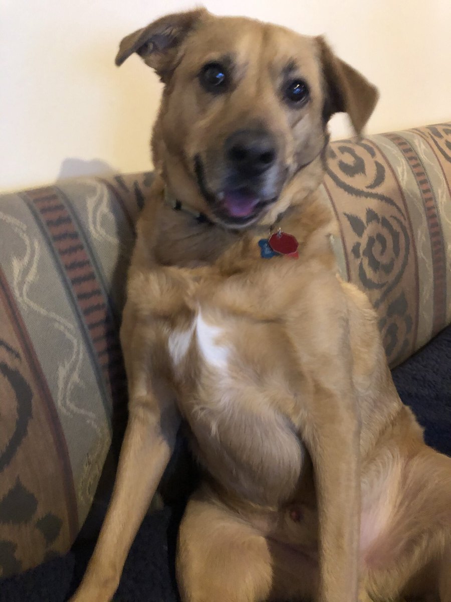brunoward9's tweet photo. @Layla13338236 Henlo fren! I’m Bruno! 👋 https://t.co/YG18STWgcc