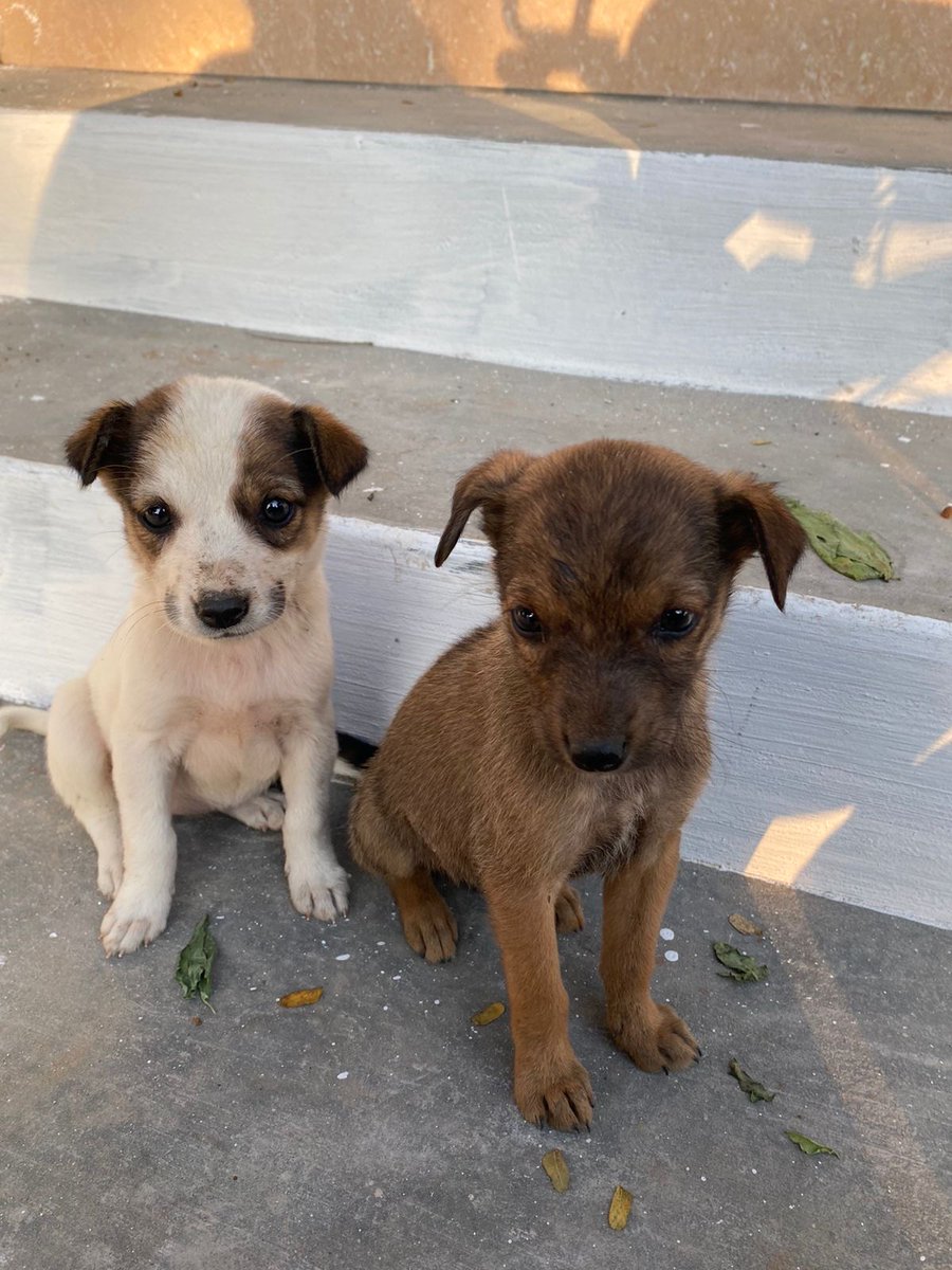 Keebo93's tweet photo. These cuties are up for adoption in Bangalore. Roughly 1-2 months old. Please DM if interested. https://t.co/RCo9NKq5z6