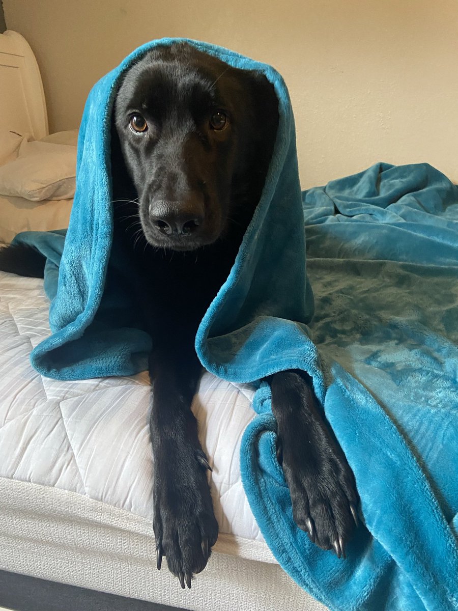 KowboiKay's tweet image. The dog. The mama.