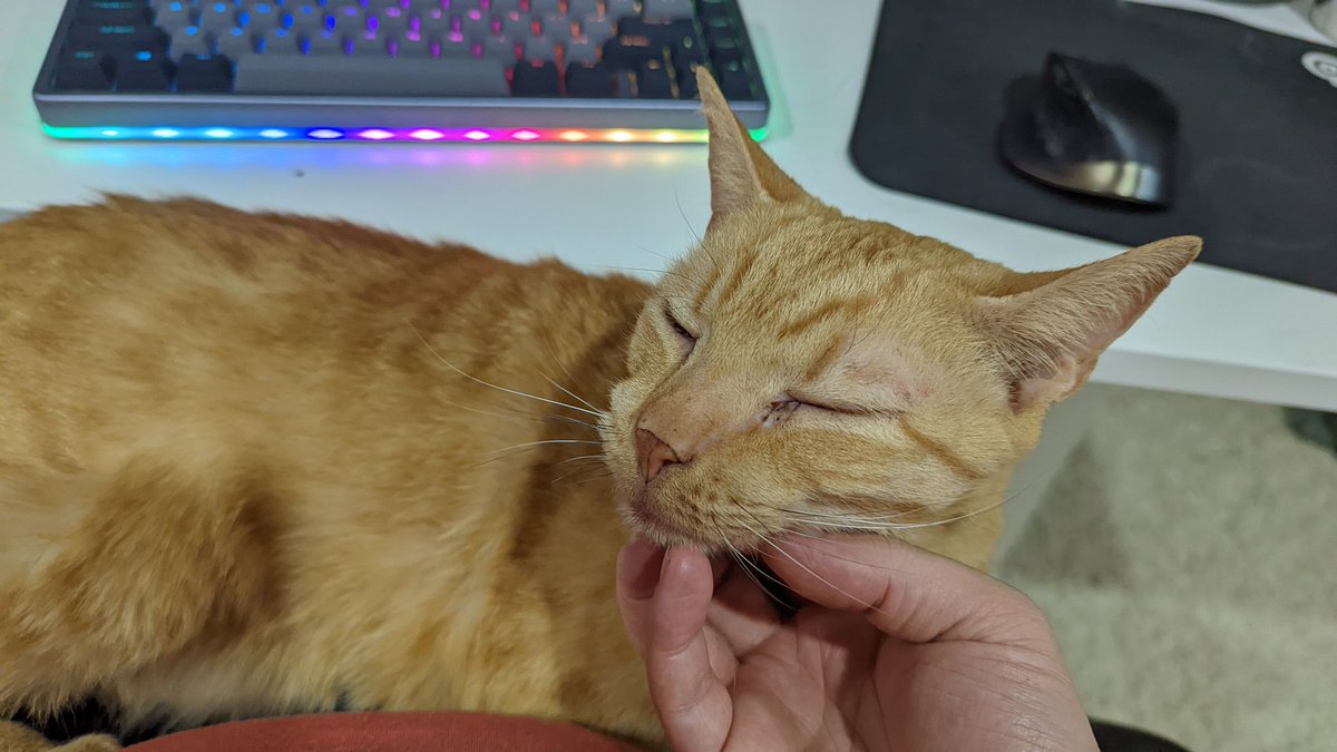 mutexkid's tweet photo. Excellent purr programming session.. https://t.co/nkx0CXZHWq