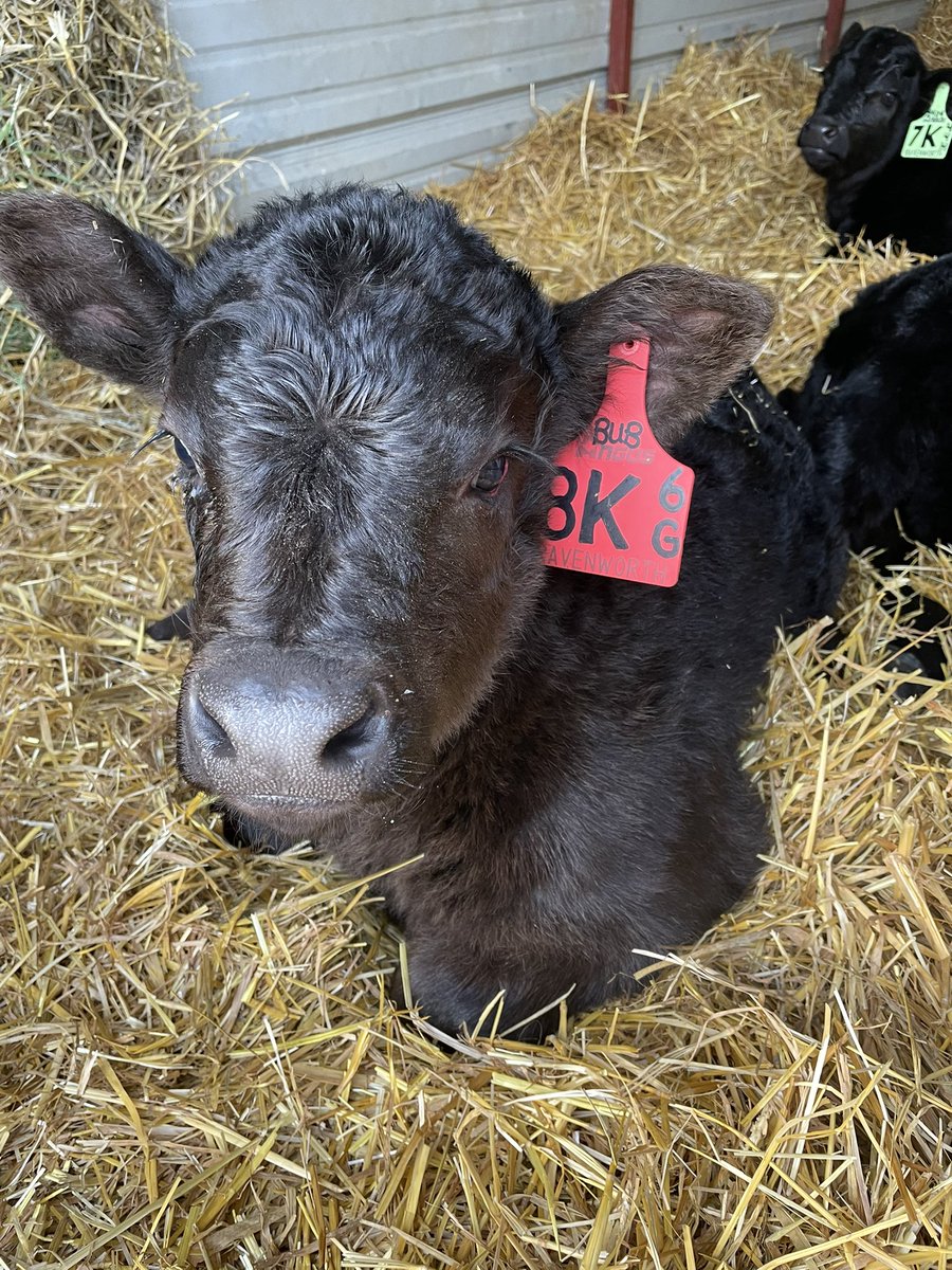 GraysonBerting's tweet photo. Calving is well underway here at Ravenworth Cattle! The calves and me are loving this warm weather after all that cold. #ag #agriculture #agvocacy #agvocateforagriculture #calving #winter #farm #farmlife https://t.co/PpTqN02YHX
