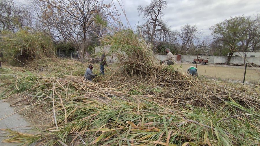 LauritaGalindo7's tweet photo. Como parte de la limpieza en las acequias que corren dentro de nuestro municipio, el día de hoy, el departamento de ecología trabajó con la que se encuentra en la calle Escobedo y Altamirano. Se cortó y retiró todo el carrizal que estaba a la orilla. https://t.co/t2C6wFBLdo