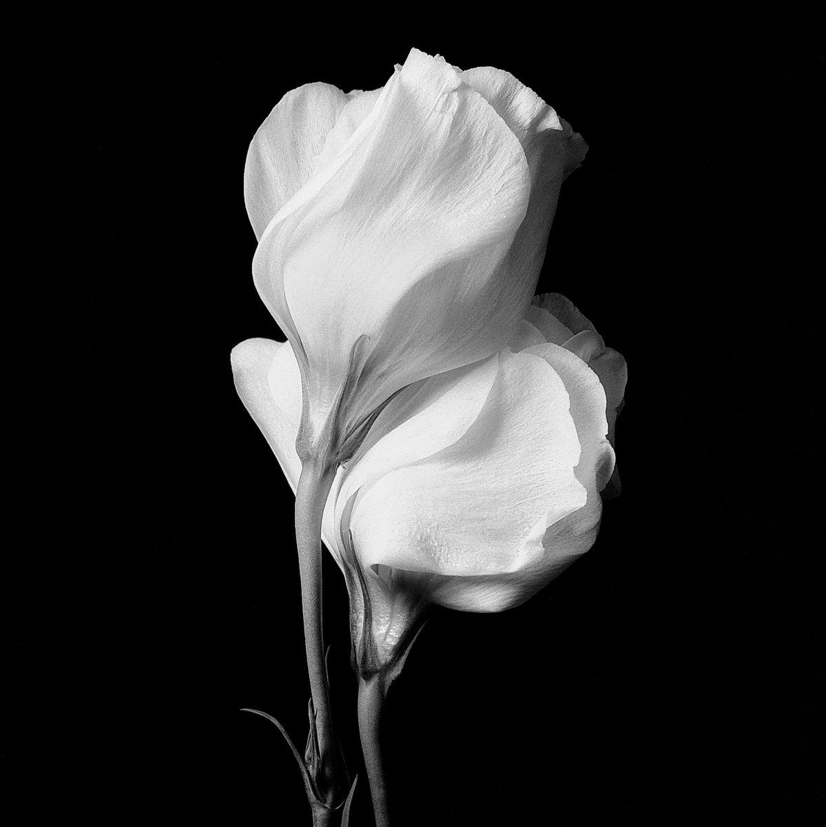 jmarcusg316's tweet photo. A pair of fading roses on @ILFORDPhoto   #HP5plus #yashicamat124 https://t.co/cESJoUKWjq
