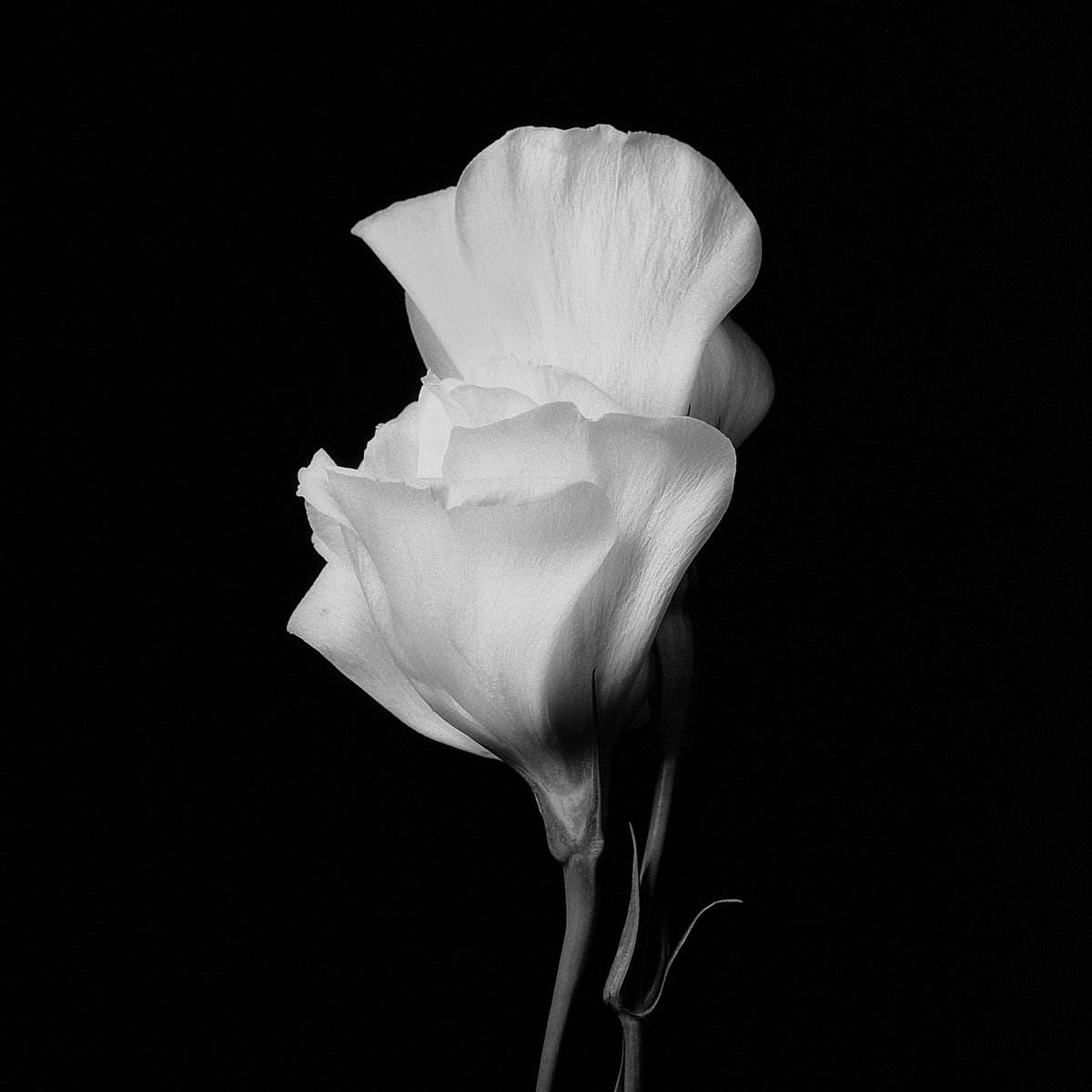 jmarcusg316's tweet photo. A pair of fading roses on @ILFORDPhoto   #HP5plus #yashicamat124 https://t.co/cESJoUKWjq
