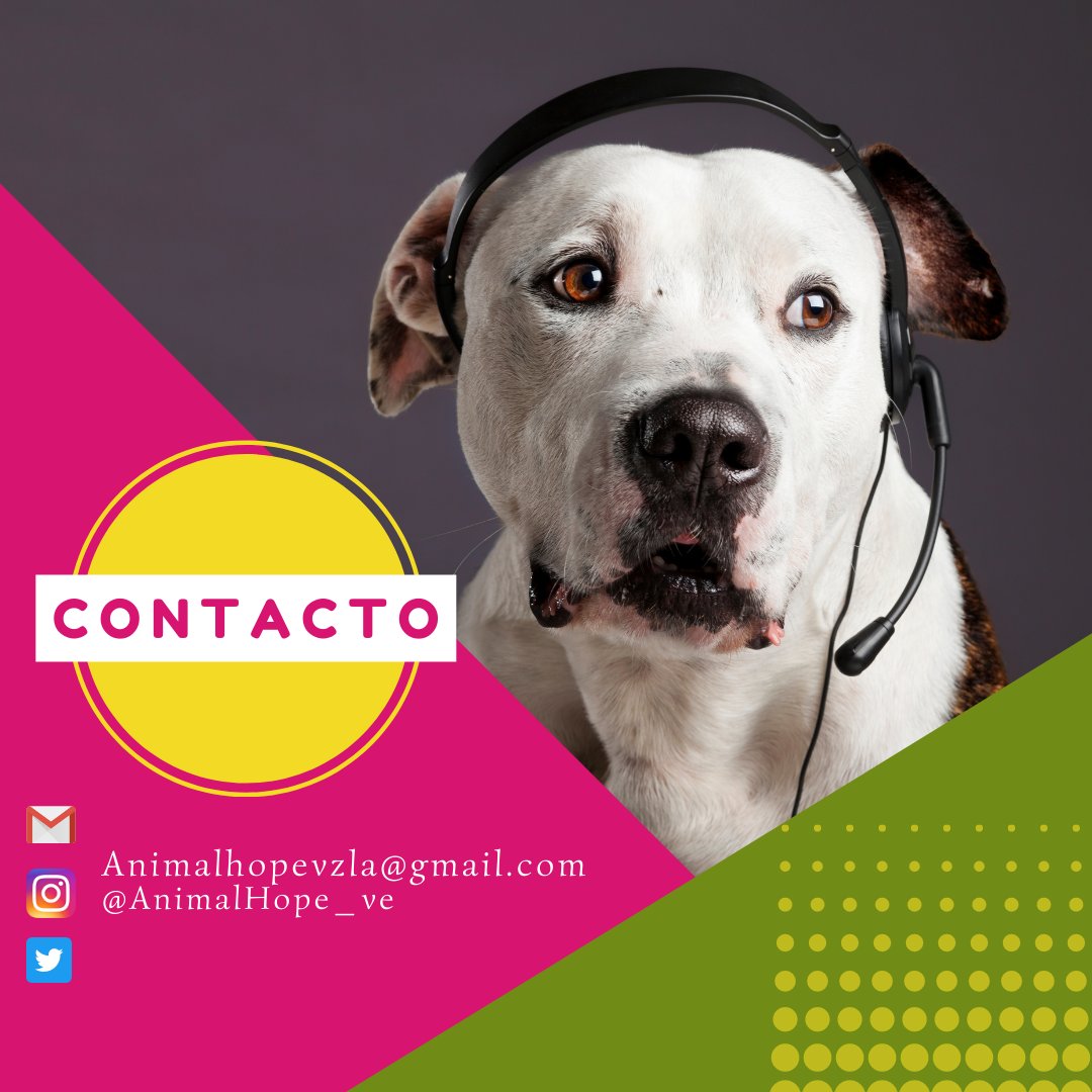 AnimalHope_Ve's tweet photo. Lo que tu familia y tu perrito necesitan 🐕😊

Ponemos a disposición las clases online de adiestramiento canino para que el sitio donde te encuentres no sea una excusa.

#adiestramientocanino #clasesonline #talleres #clases #dogtraining #doglover #doglife #animallovers https://t.co/oMC11hSDD2