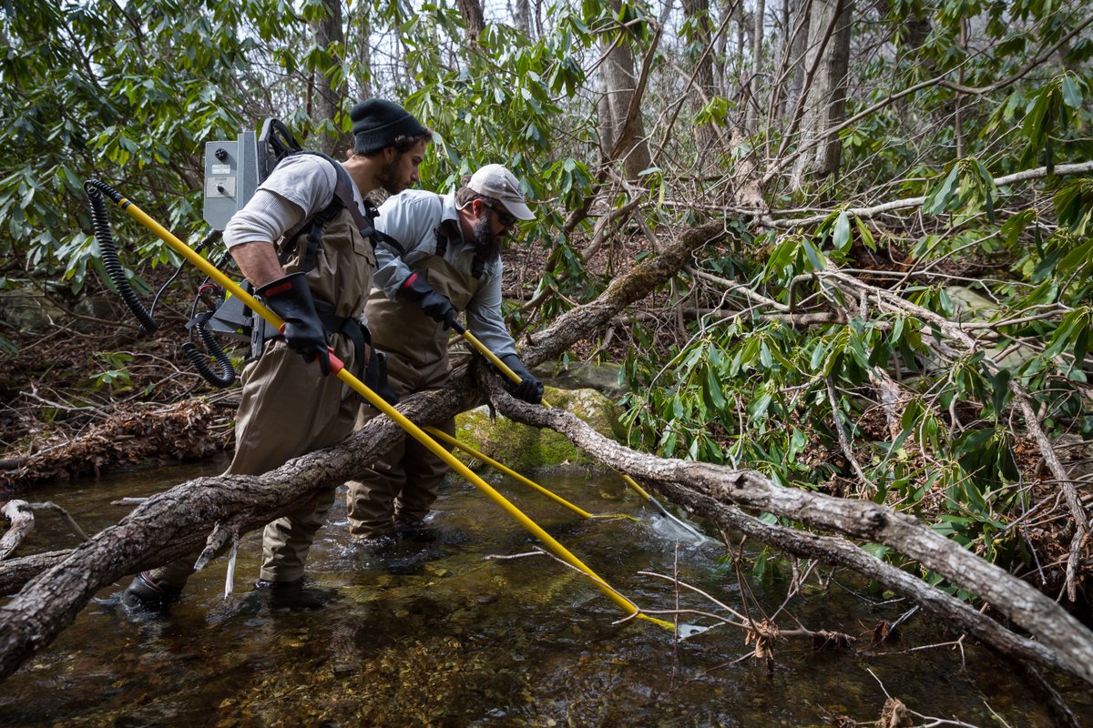 American Fisheries Society (@amfisheriessoc) on Twitter photo New Featured Paper from <a href="/USGS/">USGS</a> EESC, examining and characterizing broad-scale patterns of genetic diversity in wild Brook Trout. What are the implications for the management and conservation of this important yet imperiled fish? afspubs.onlinelibrary.wiley.com/doi/full/10.10… 📸P. Yeomans and T. Harvey New Featured Paper from <a href="/USGS/">USGS</a> EESC, examining and characterizing broad-scale patterns of genetic diversity in wild Brook Trout. What are the implications for the management and conservation of this important yet imperiled fish? afspubs.onlinelibrary.wiley.com/doi/full/10.10… 📸P. Yeomans and T. Harvey