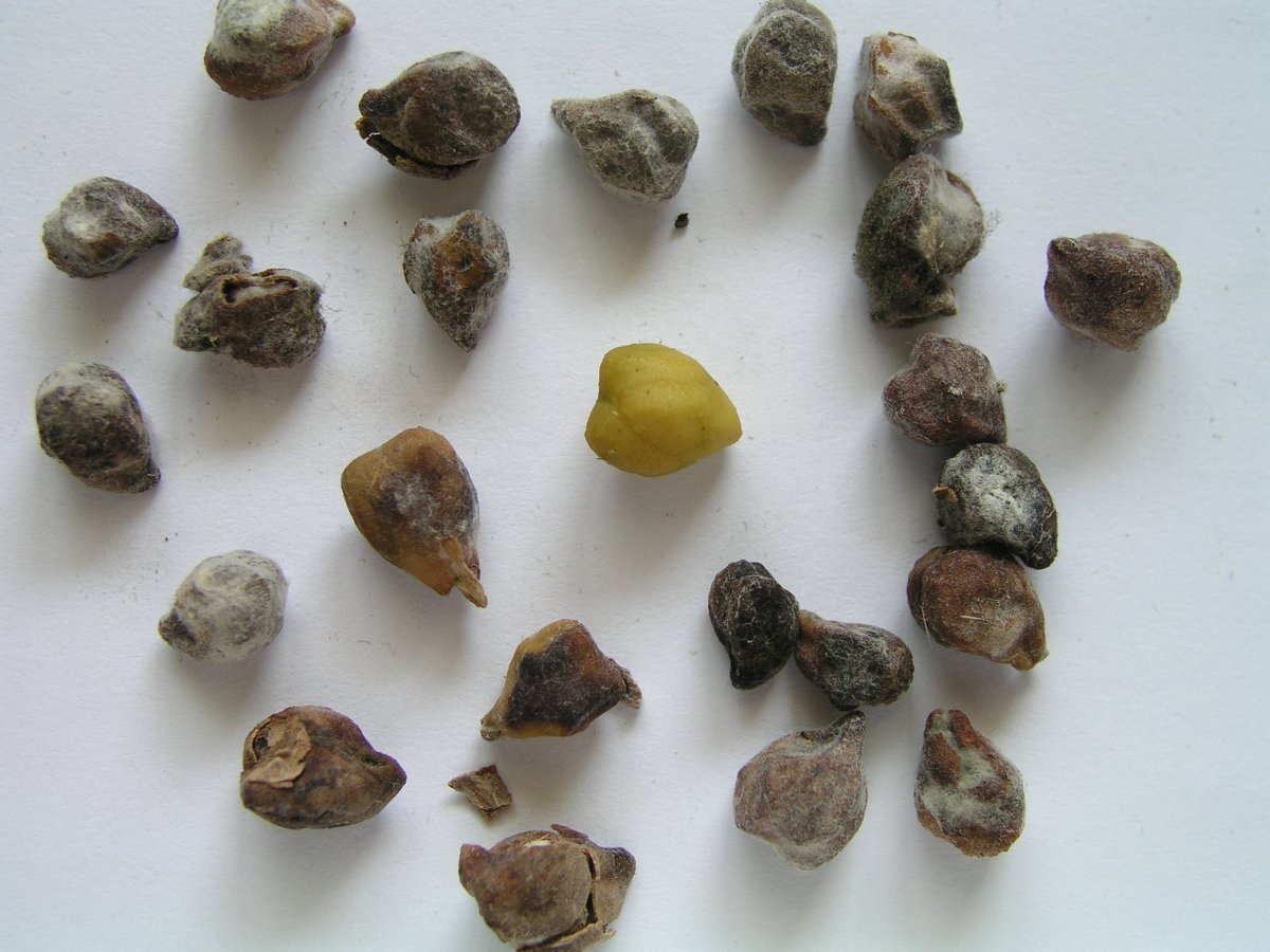 NSW_AGRONOMY's tweet photo. CHICKPEAS: Disease🦠pressure was high in 2021 AND a wet finish
...what's your seed quality like?? @nswdpi Tamworth is offering a free testing service again this year for Botrytis, Ascochyta and germination.
Send your samples to Hayley Wilson.

@HayleyW54539200 @theGRDC @GRDCNorth https://t.co/FTJLCuVdzA