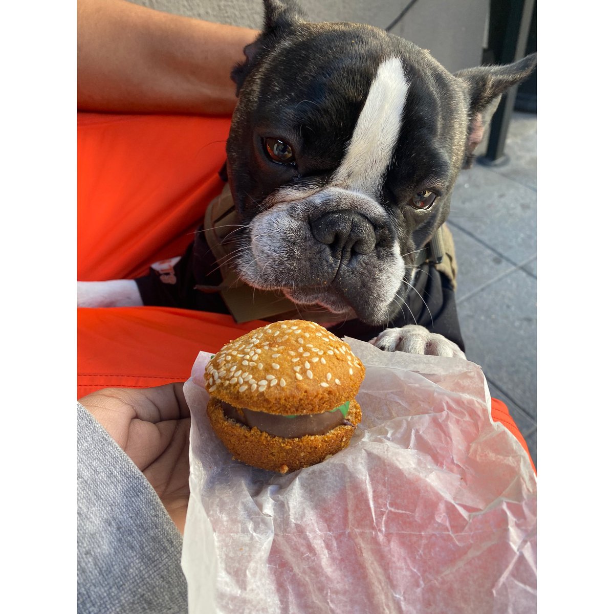 Can French Bulldog Eat Bread