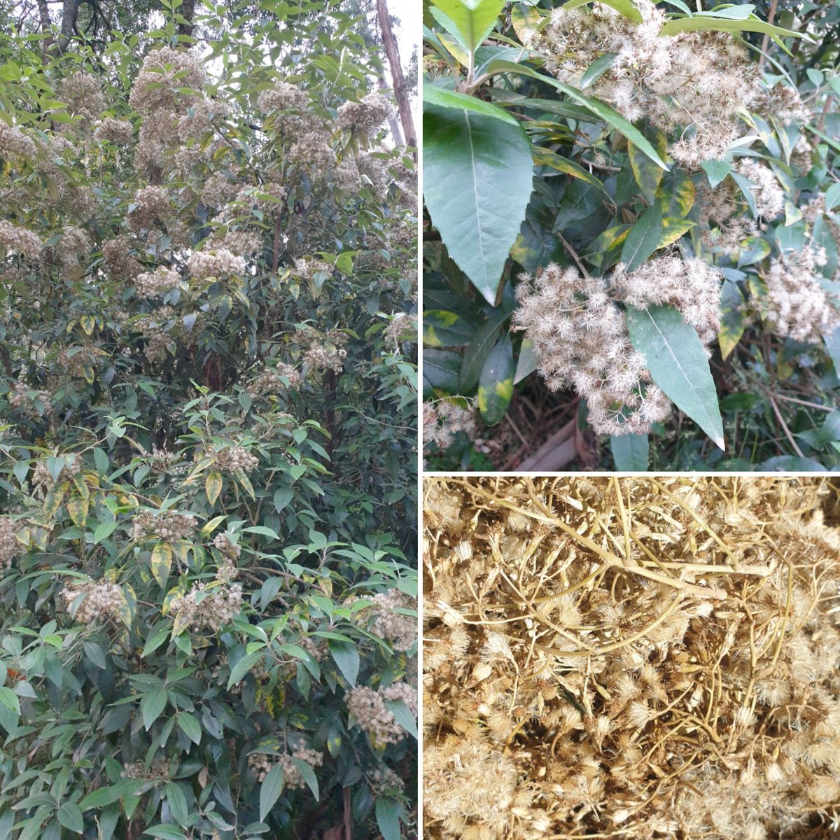 SeedingVictoria's tweet photo. Musk daisybush (#Olearia argophylla) #seed being collected. A middle-storey plant found in sheltered gullies &amp; moist to wet #forests. Creates great windbreaks under established trees, is frost tolerant &amp; grows in shade. Great for wet projects or when revisiting older projects! https://t.co/dxW0NunyQP