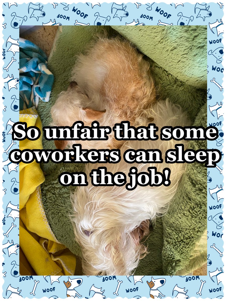 TinkWonderMut's tweet photo. At least this is what Mom says to me while she is working from home. 
#doggy #dogs #doglife #dogsofinstagram #dogs_of_instagram #dogsofig #dog #doggie #doglover #doglove #doglovers #dogwalk  #funnymemes #funny #funnyshit #pet #pets #socute #dogsofinsta #doggy #doggie #officedog https://t.co/lR5BnIeSbj